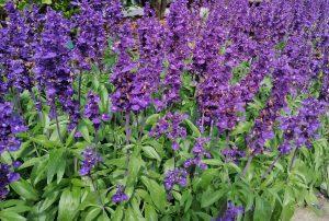 La planta del mes de mayo en el Jardín Botánico Histórico La Concepción es la Salvia Azul