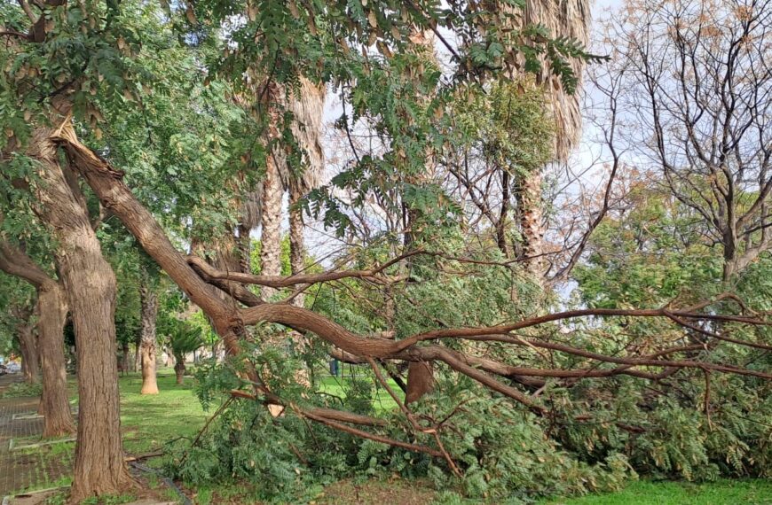 El PSOE urge a revisar el arbolado urbano tras la caída de varios árboles en Churriana