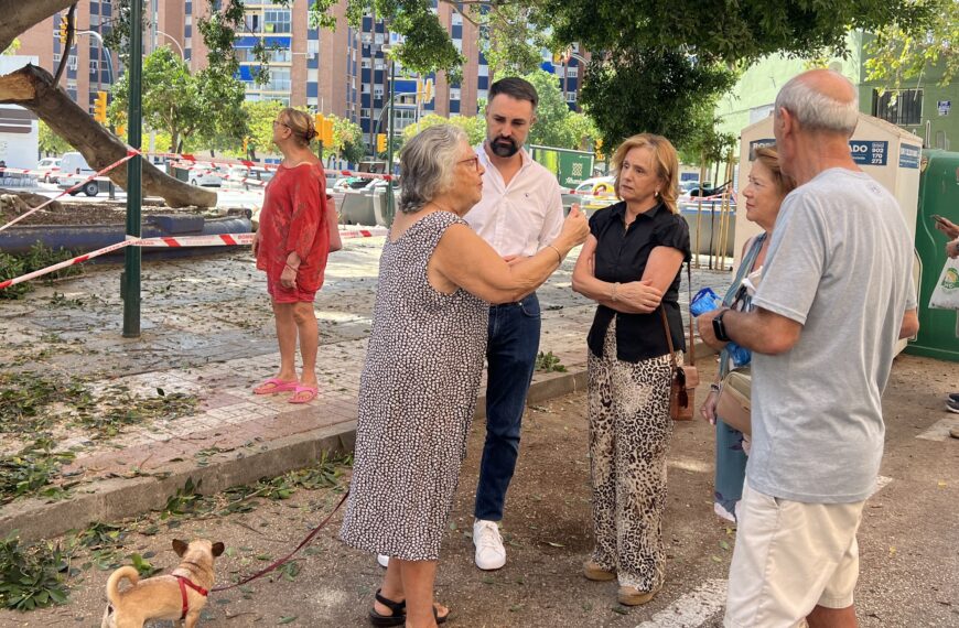 El PSOE acusa al Ayuntamiento de una gestión «desastrosa» del arbolado de gran tamaño en Málaga