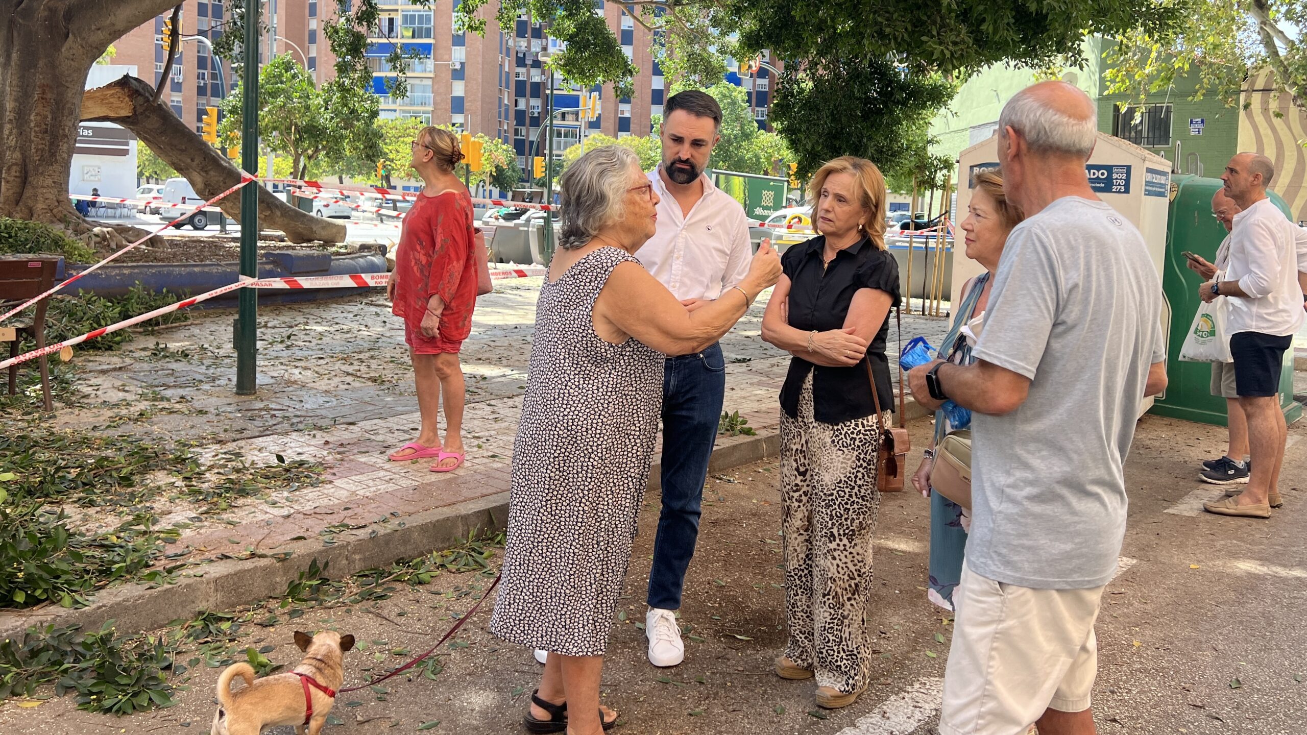 El PSOE acusa al Ayuntamiento de una gestión «desastrosa» del arbolado de gran tamaño en Málaga